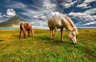 Samsung поможет в поиске пропавшего скота в Казахстане