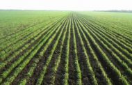 Минсельхоз: в Казахстане посевные площади под кормовыми культурами в текущем году вырастут на 654 тыс. га, под зерновыми – сократятся на 246,4 тыс. га