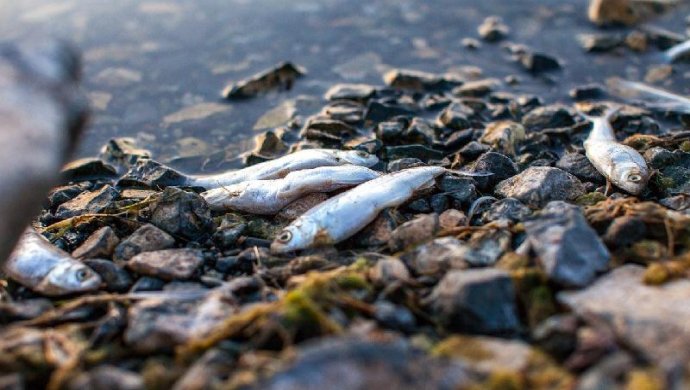 В реке Урал в Казахстане погибло более 50 тонн рыбы