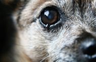 Домашнего пса на глазах хозяина убили в Костанае