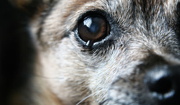Стаи бродячих собак держат в страхе жителей Житикары