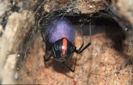 Учеными найден самый большой смертельный паук