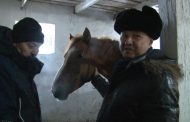 Азат Перуашев: Костанайская порода лошадей — часть государственной политики