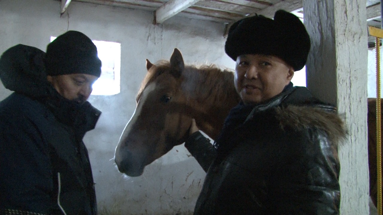 Азат Перуашев: Костанайская порода лошадей — часть государственной политики