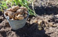 «Картофельные короли» Петропавловска оказались на грани банкротства