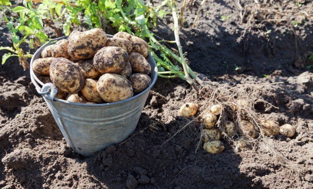 «Картофельные короли» Петропавловска оказались на грани банкротства