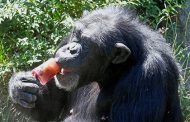 У шимпанзе нашли развитую цивилизацию