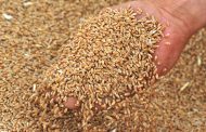 Объемы экспорта костанайского зерна увеличились в 3,5 раза