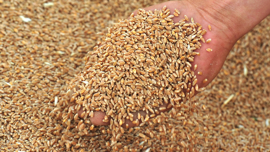 Объемы экспорта костанайского зерна увеличились в 3,5 раза