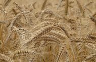 Запасы семян зерновых культур в Казахстане в этом году самые низкие за 5 лет