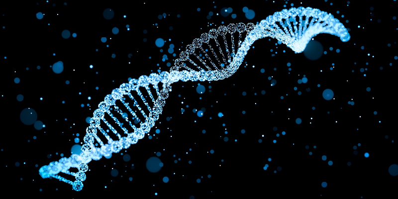 Управлять активностью генов помогают «светофоры» в ДНК