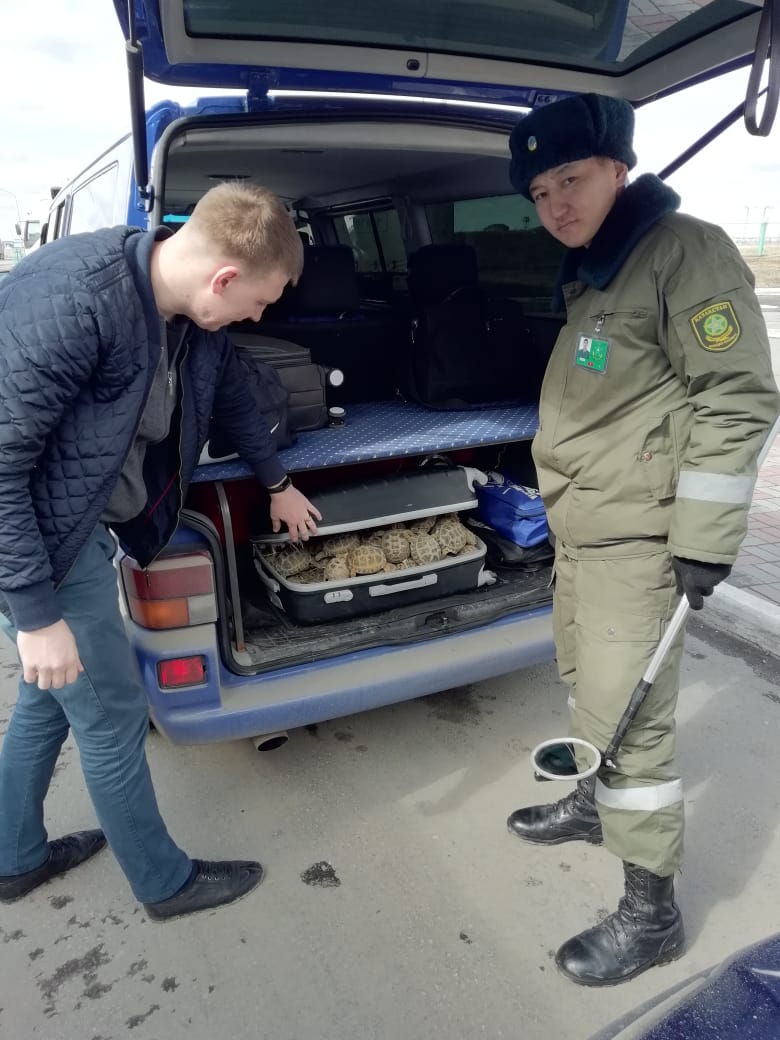 Чемодан с сухопутными черепахами пытались вывезти из Костаная в Челябинск