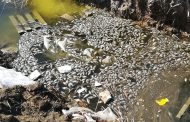 Мертвая рыба всплыла в озере «Тарелочка», расположенном на территории микрорайона «Аэропорт»