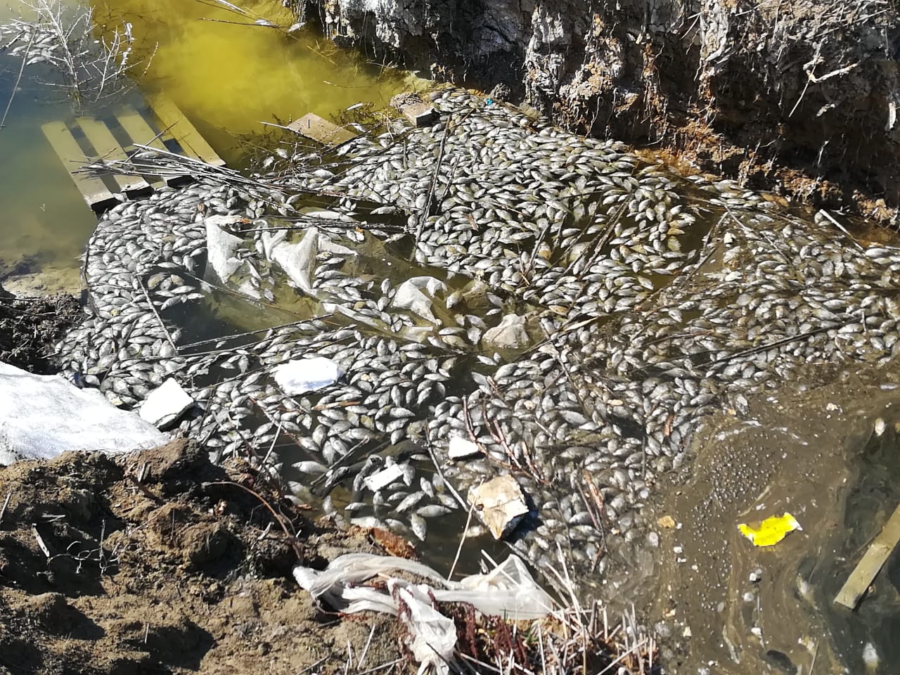 Мертвая рыба всплыла в озере «Тарелочка», расположенном на территории микрорайона «Аэропорт»