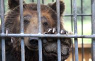 «Заключенная» костанайская медведица Катя уже месяц бодрствует