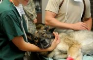 В Казахстане не хватает 7000 ветеринаров