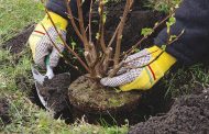 Чиновники в Актобе восстанавливают уничтоженные по их же приказу деревья