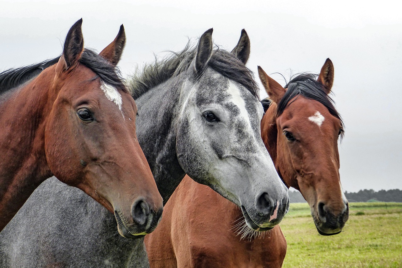 Челябинские пограничники не пустили в Казахстан табун лошадей
