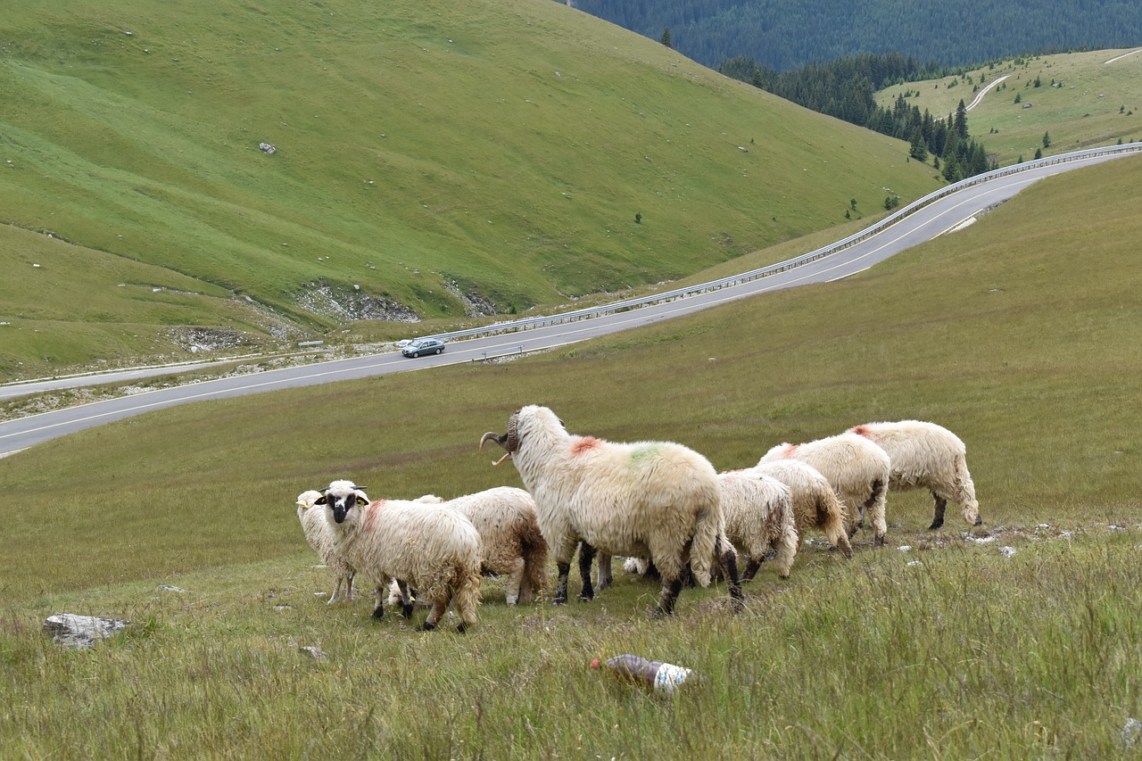 На границе казахстанским овцам выписали «стоп»