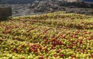 В Россию под видом казахских яблок пытались провезти «санкционку»