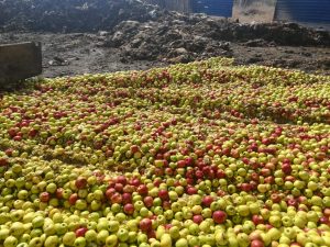 В Россию под видом казахских яблок пытались провезти «санкционку»