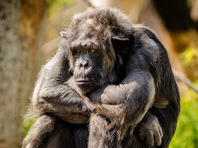 Администрация зоопарка в Нур-Султане заплатит $130 за укушенную обезьяной девочку