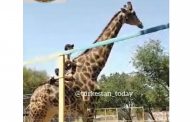 Посетитель зоопарка в Казахстане оседлал жирафа с криком «Он мой братишка!»