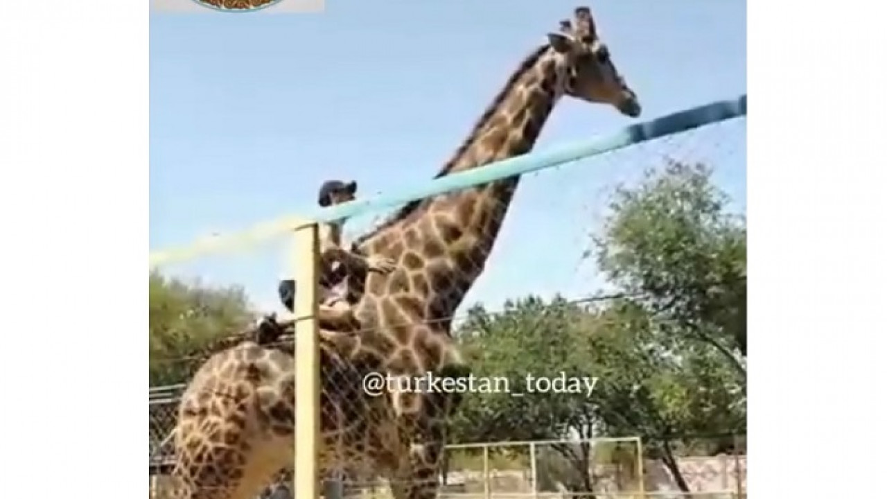 Посетитель зоопарка в Казахстане оседлал жирафа с криком «Он мой братишка!»