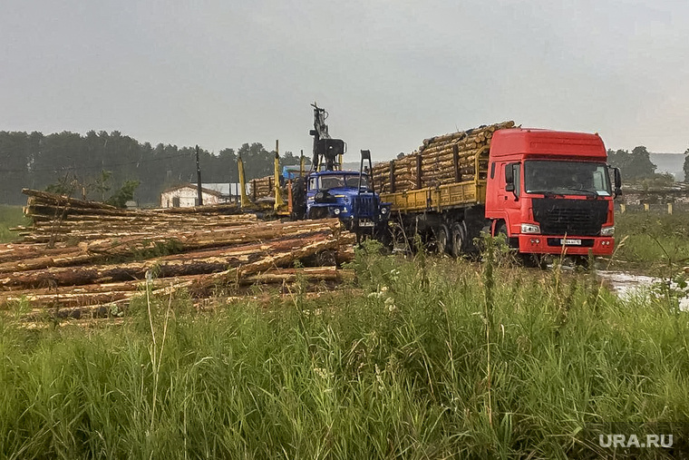 «Черные лесорубы» год вывозят в Казахстан сотни кубометров леса из-под Екатеринбурга
