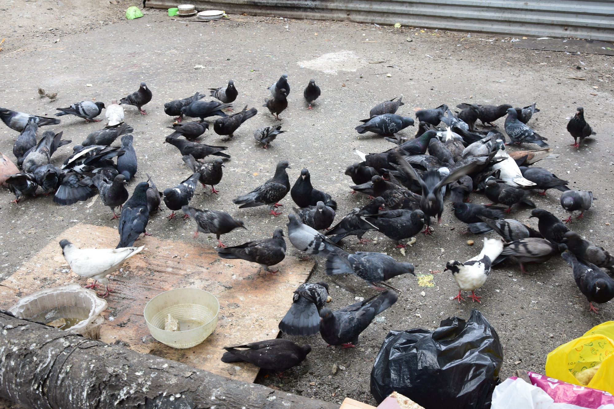 Председатель ПКСК «Виктория 17» считает, что информация о массовой гибели голубей — неправда