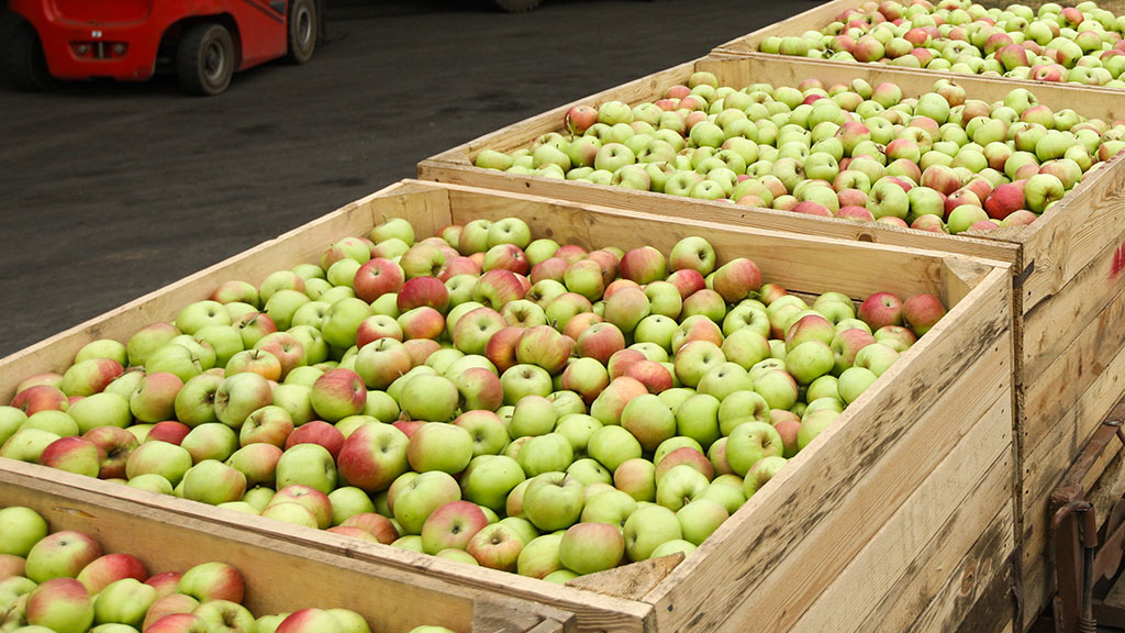 В Челябинске уничтожили «казахские» яблоки польского происхождения
