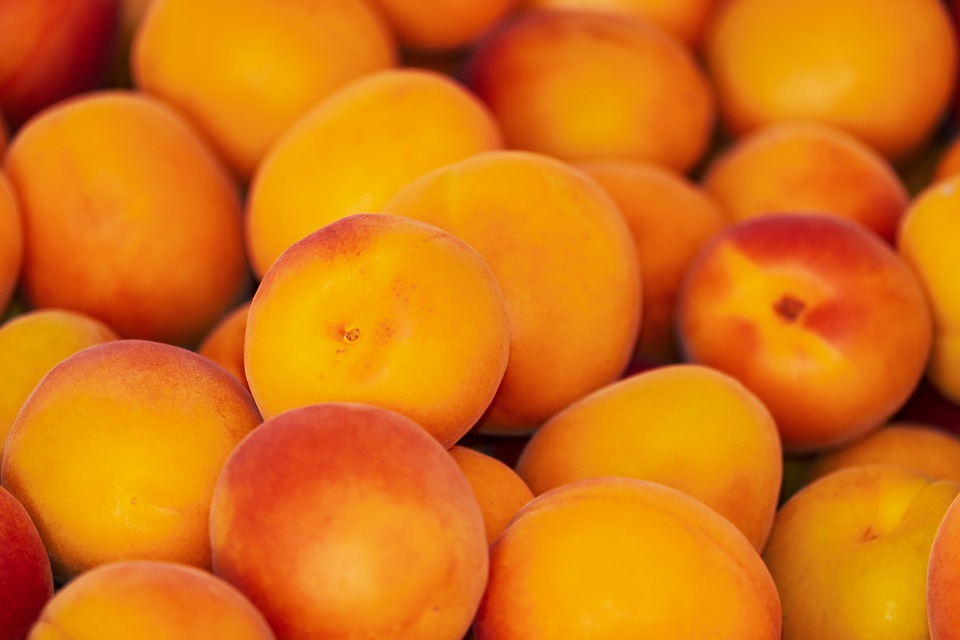 В Казахстане планируют построить завод по переработке абрикосов