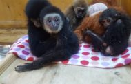 Редких обезьян пытались незаконно вывезти из Казахстана в Челябинск