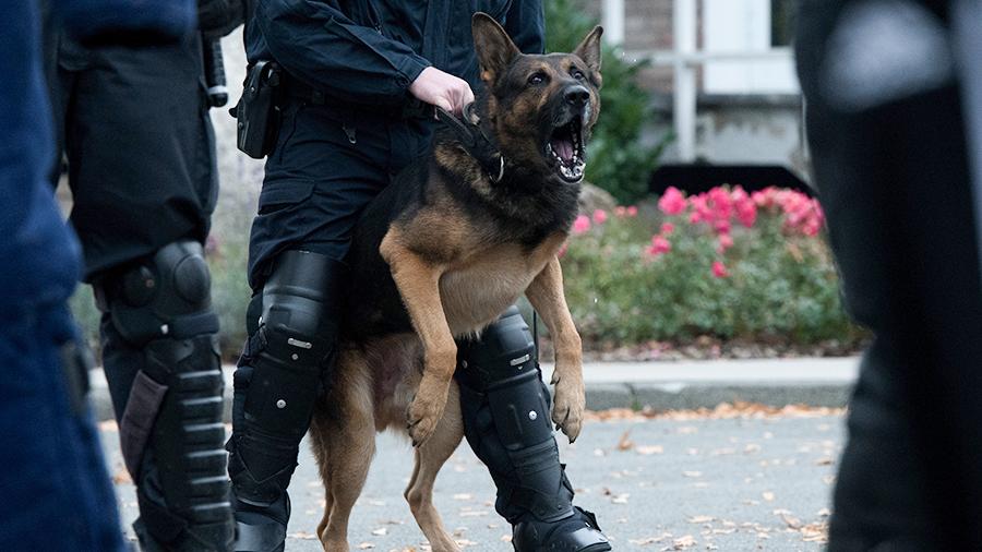 В Германии мигрант покусал полицейского и служебную собаку