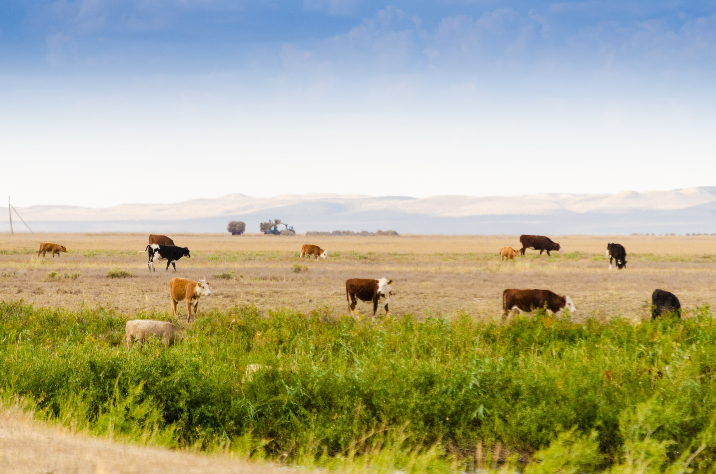 Налоговики КР пресекли незаконный ввоз большого количества коров из Казахстана