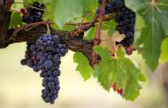 17 тонн винограда из Казахстана не довезли до Екатеринбурга