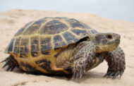 В Оренбурге нашли четыре тысячи незаконно привезённых из Казахстана черепах