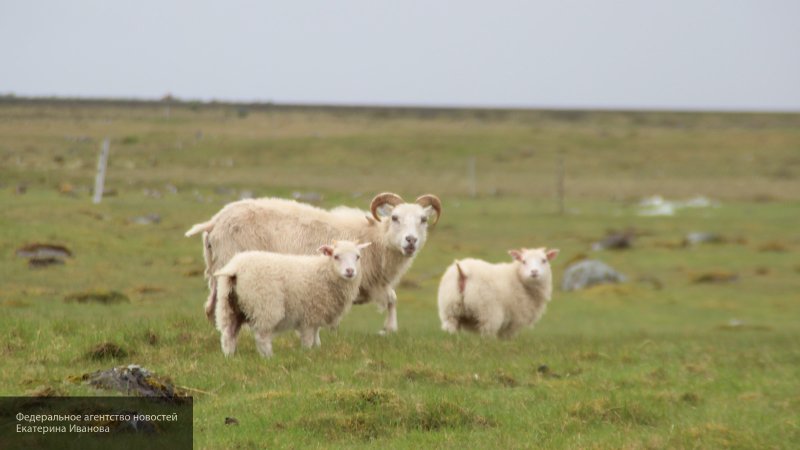 Минсельхоз Казахстана запретил на полгода вывоз живых овец и коз за пределы республики