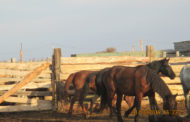Табун лошадей неизвестного происхождения пытались незаконно вывести в Казахстан