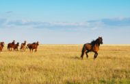 Из России пытались незаконно вывезти в Костанай 10 лошадей и 40 птиц