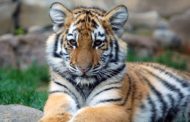 В Оренбуржье гражданин Казахстана осуждён за попытку украсть тигрёнка