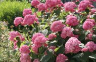 228 цветов не попали в Костанай