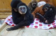 Челябинку отдали под суд за контрабанду обезьян из Казахстана
