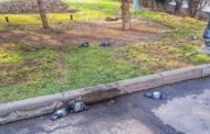 Мертвые голуби в парке Алматы напугали горожан