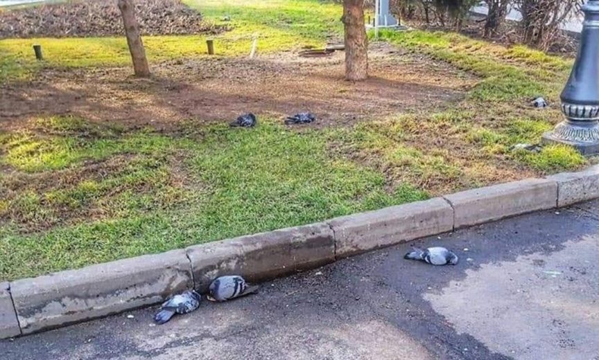 Мертвые голуби в парке Алматы напугали горожан