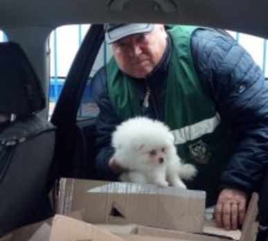 Из России в Костанай пытались вывезти 18 породистых щенков