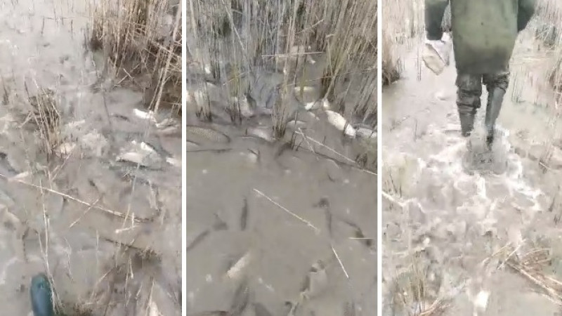 «Миллиарды карасей и сазанов»: Кишащее рыбой озеро сняли на видео в Костанайской области