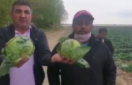 «Приходите, забирайте бесплатно». Туркестанские фермеры готовы выбросить урожай капусты