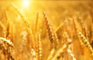 Минсельхоз Казахстана обнародовал правила распределения экспортных квот на пшеницу и муку на апрель