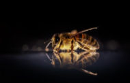 В Липецке и Воронеже стали появляться «неправильные пчелы» из Казахстана